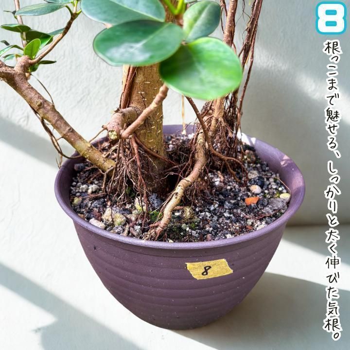 ✨パンダガジュマル No.8【盆栽仕立て】✨ - メルカリ