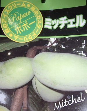 バナナのような風味とバターのようなクリーミーさ 大苗