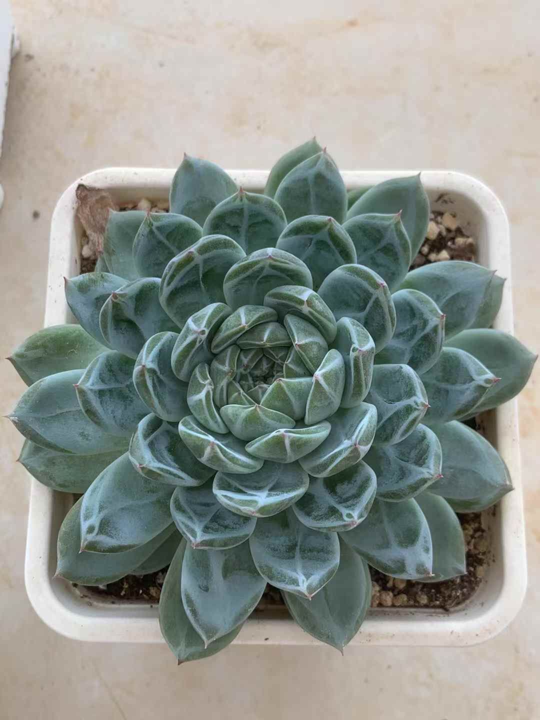 エケベリア 韓国苗