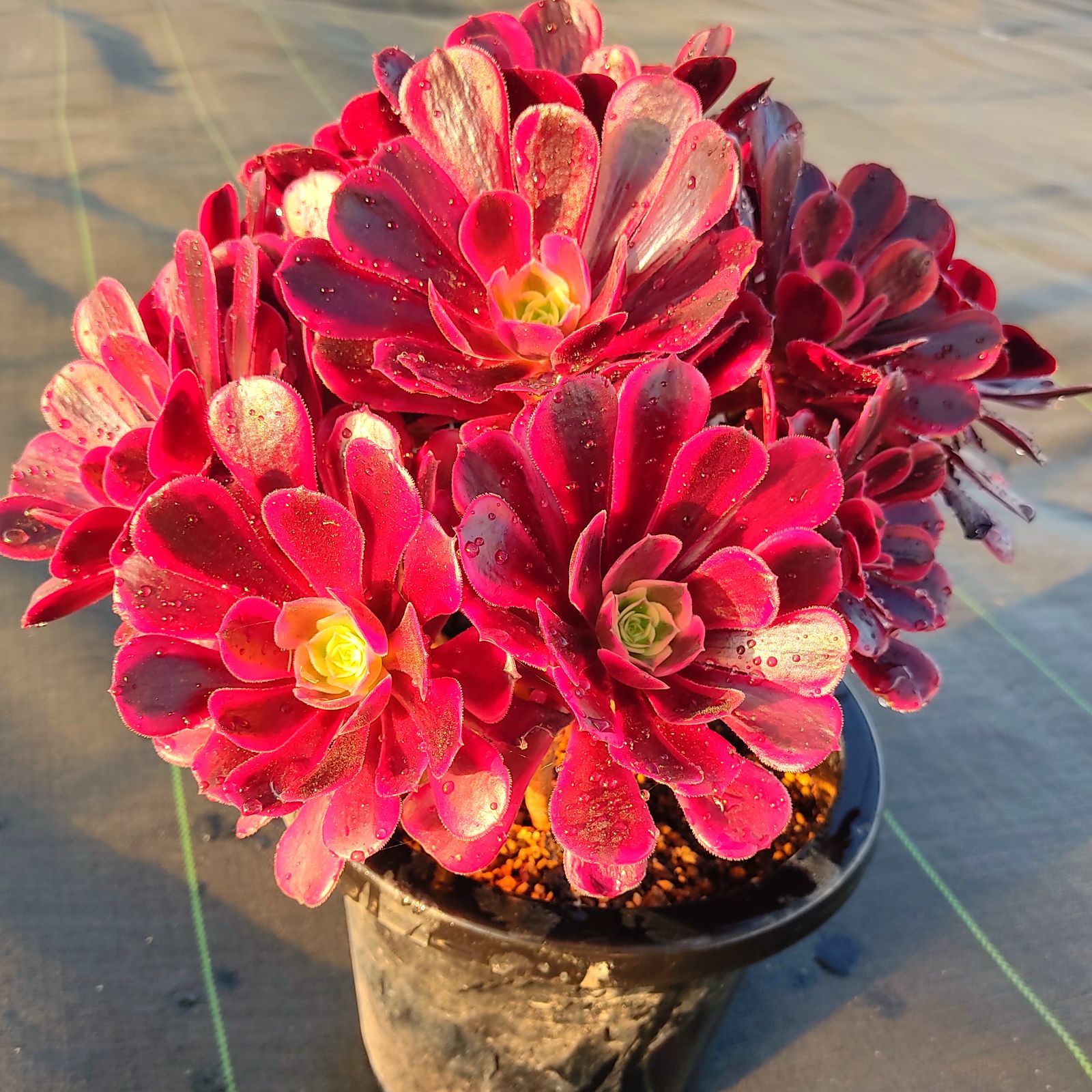 多肉植物メデューサ鉢ごと