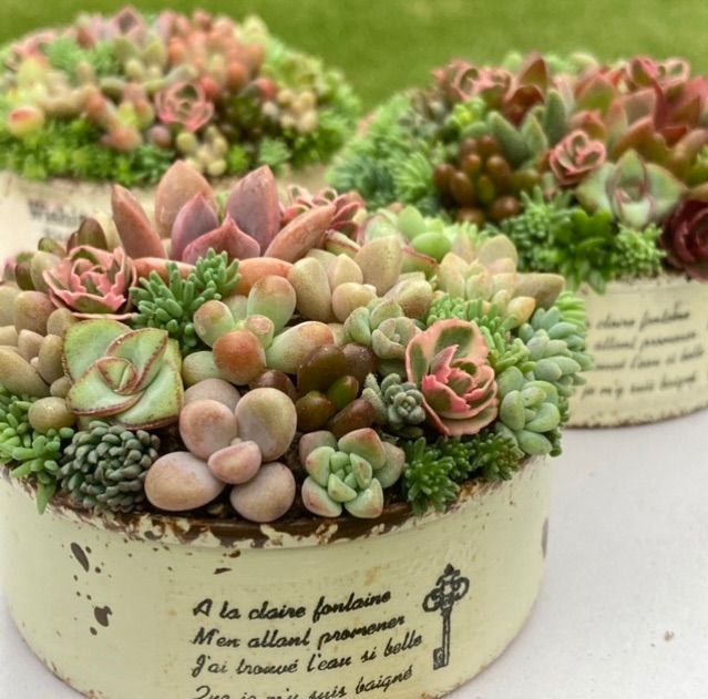 ギフト 多肉植物 寄せ植え そのまま飾れる ブーケ寄せ オーダー