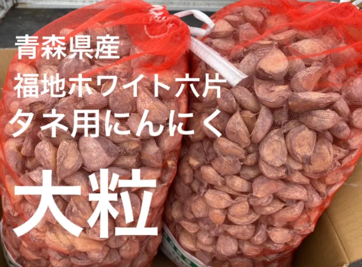 セール タネ用 消毒 にんにく 10kg 青森県産 福地ホワイト六片 - メルカリ