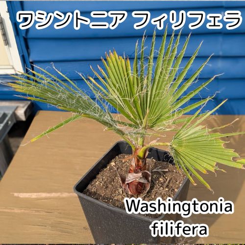 ワシントンヤシ フィリフェラ　Washingtonia filifera ワシントンヤシ (ワシントニア) (ワシントニア・フィリフェラ