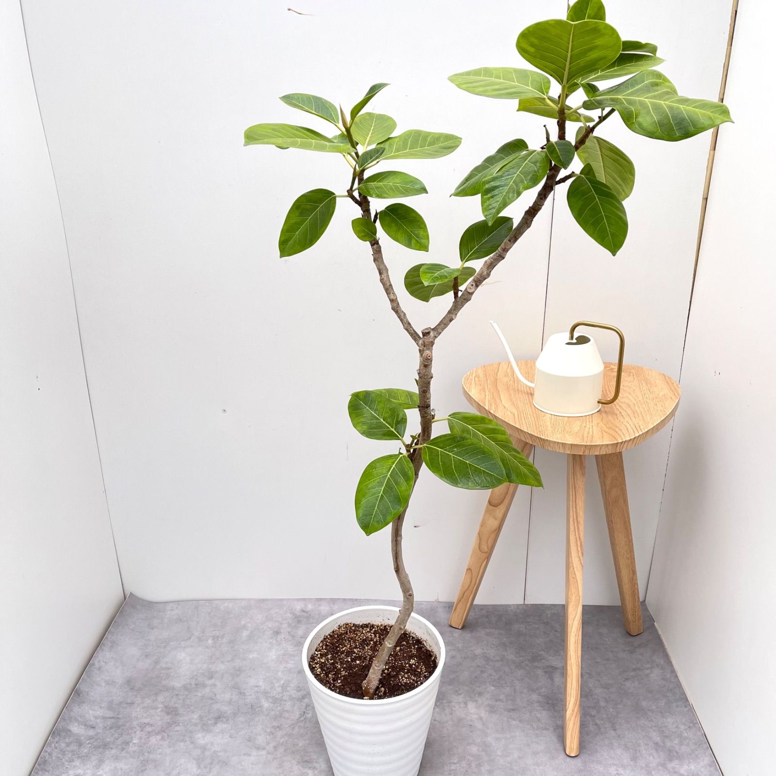 ゴリ アクアテラリウム 苔テラリウム ヤンバルの森風 IKUITさんの苔