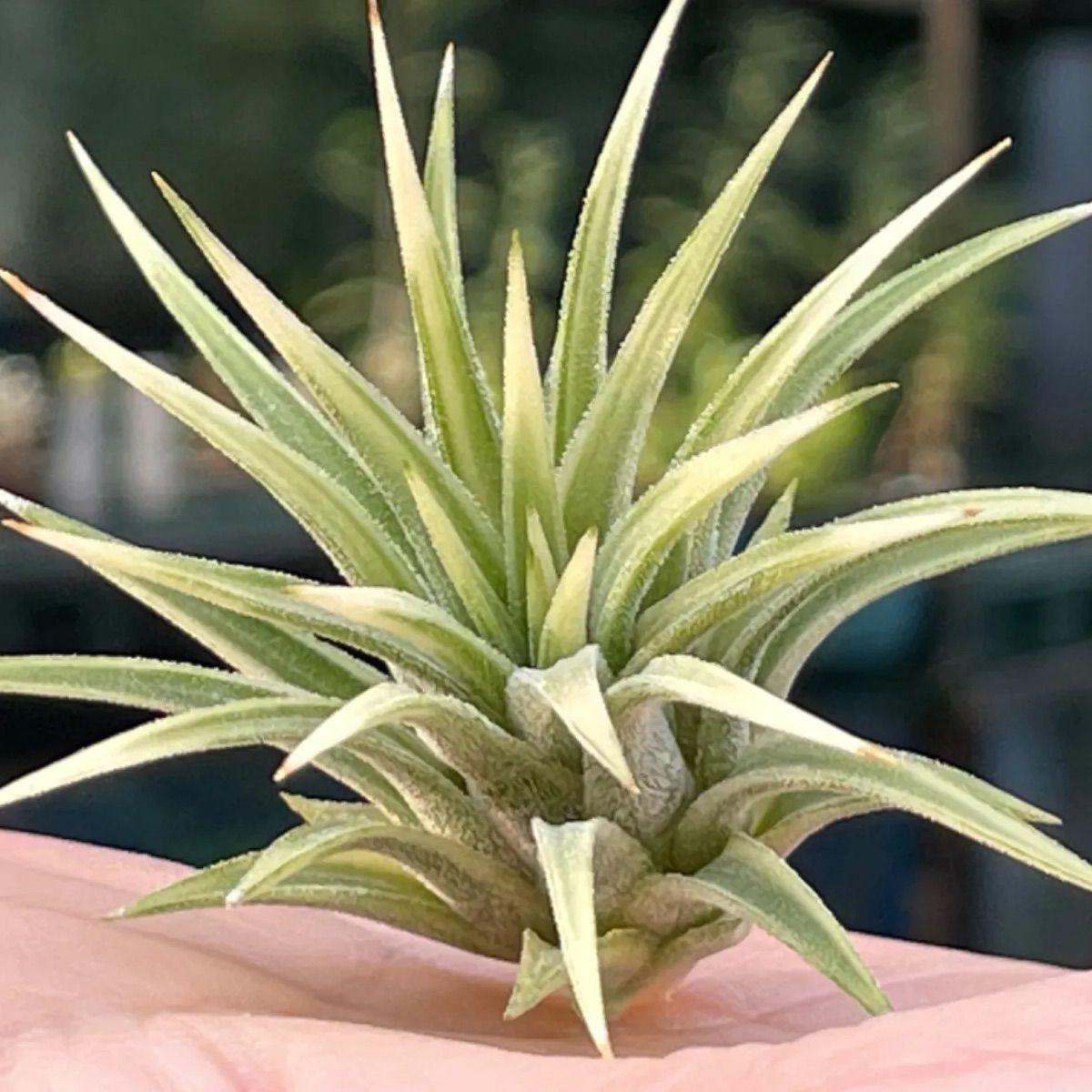 チランジア イオナンタ アルボマルギナータTillandsia ionantha