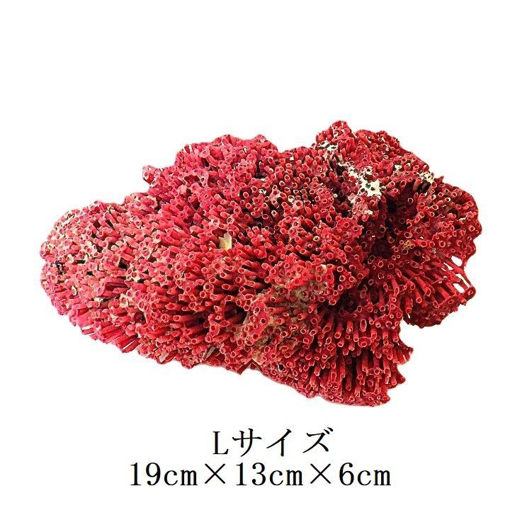 サンゴ礁 珊瑚礁 パイプオルガン珊瑚 珊瑚 サンゴ 赤珊瑚 管珊瑚