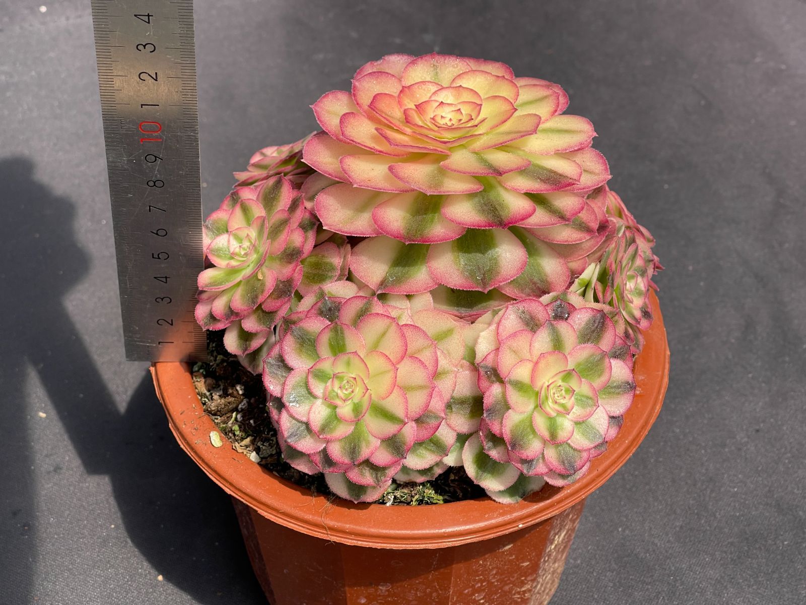 多肉植物アエオニウム錦❤️ ブードゥー糸引き錦 ❤️1大頭14-16cm拔き