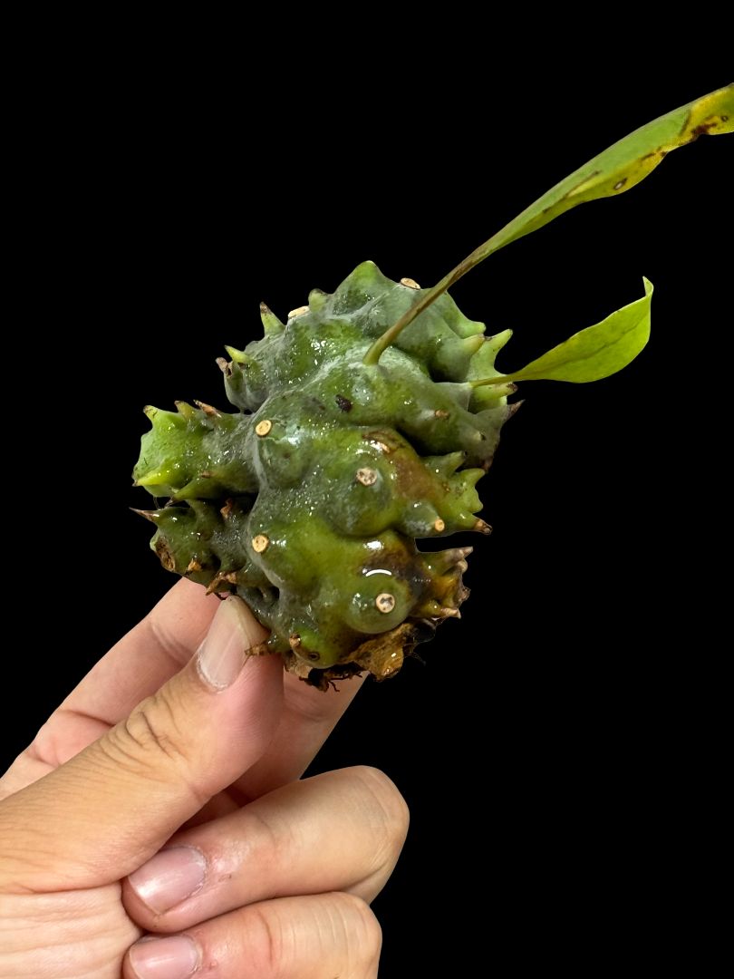 ▽Lecanopteris Spp balgooyi▽ B45 レカノプテリス バルゴイ