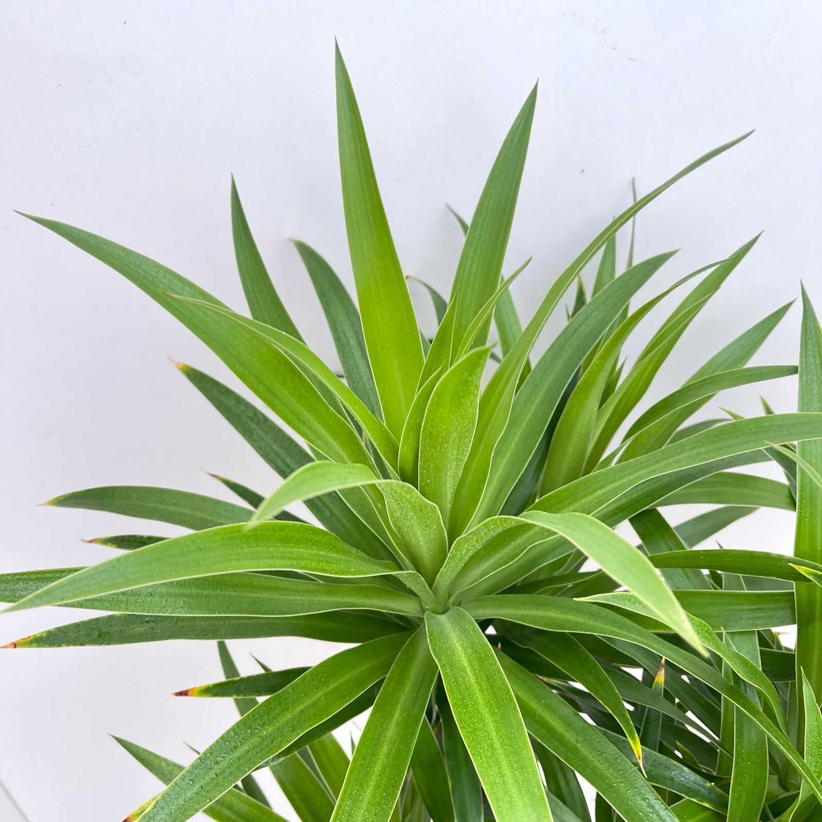 観葉植物