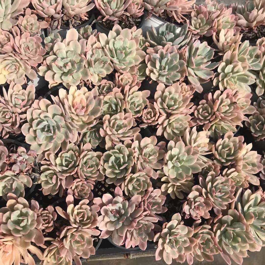 SKL1239×36 ハナグルマニシキ 抜き苗 多肉植物 アエオニウム エケベリア 韓国苗 WWW_GEBZETESISAT_COM_TR