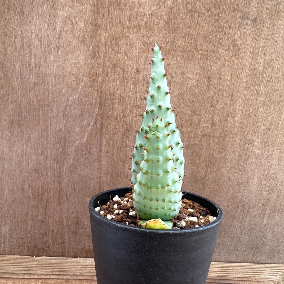 アロエ出品 アロエ 鬼天丸 現品 Aloe marlothii hybrid マルロシー