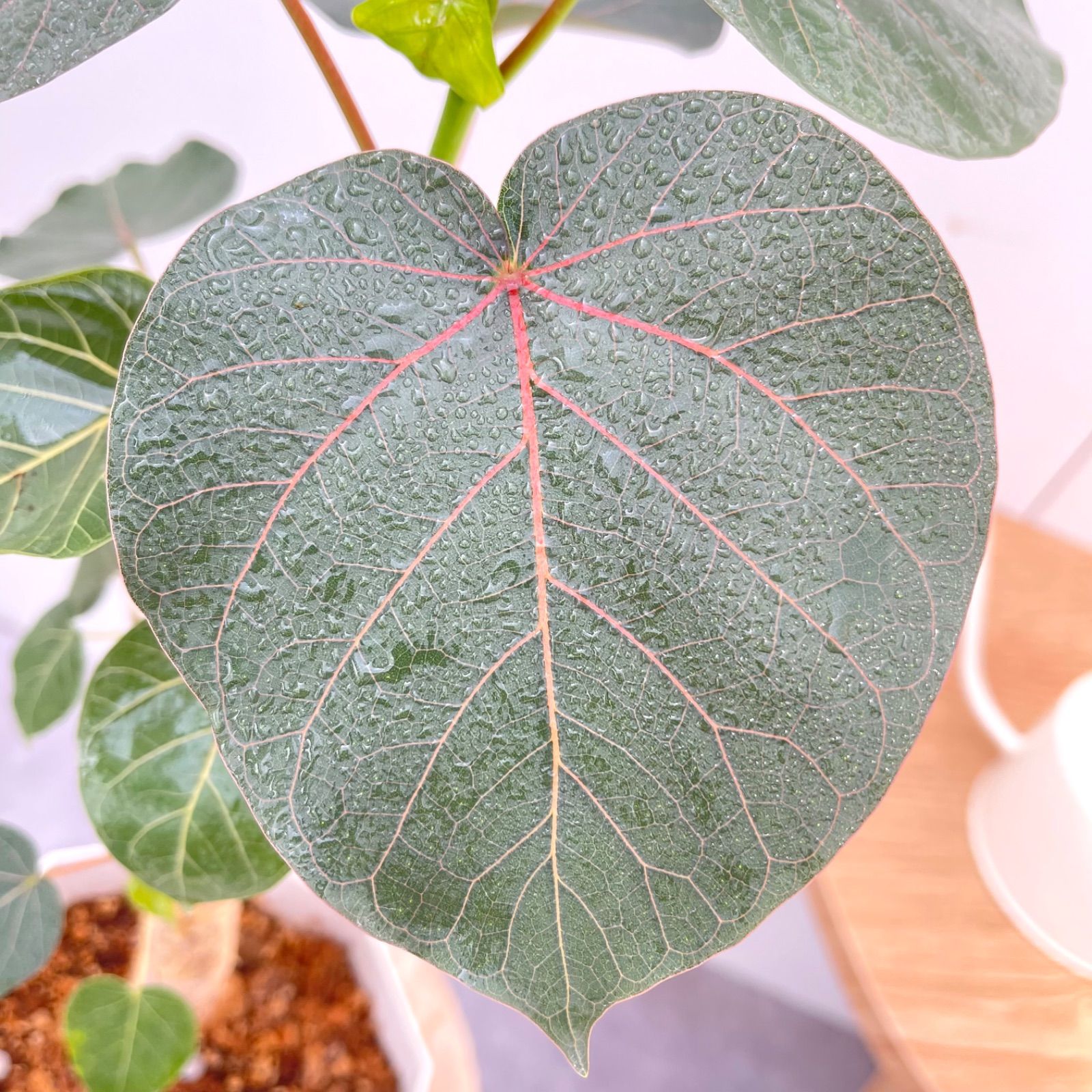 フィカス ペティオラリス 5【現品】☆希少☆ 観葉植物 室内