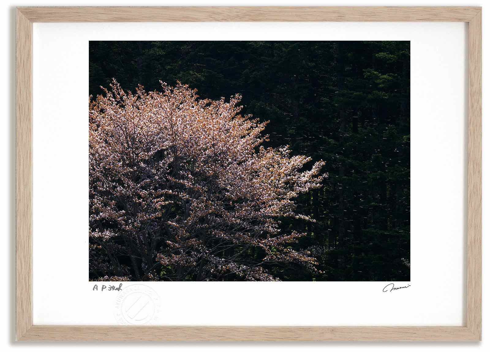 十勝石☆【希少・置戸銀】シルバー・シーン オブシディアン天然原石