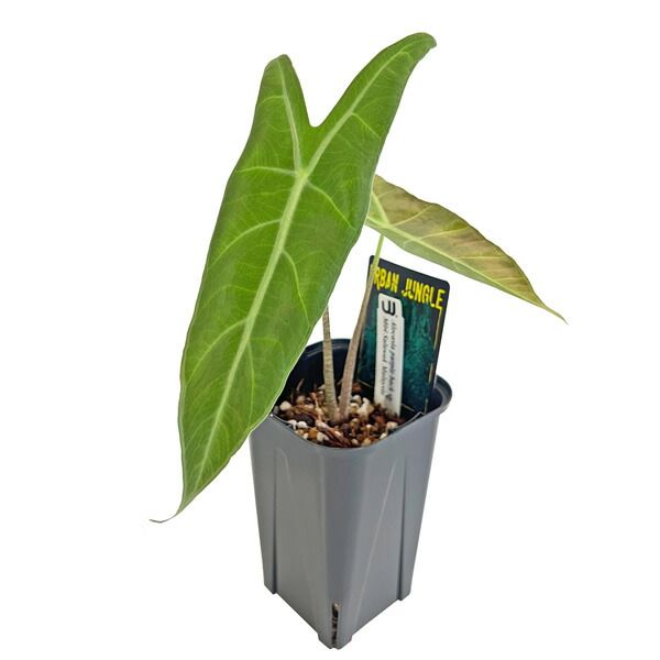 アロカシア パープルバック sp 3.5号 アーバンジャングル Urban Jungle Alocasia pueple back sp 観葉植物