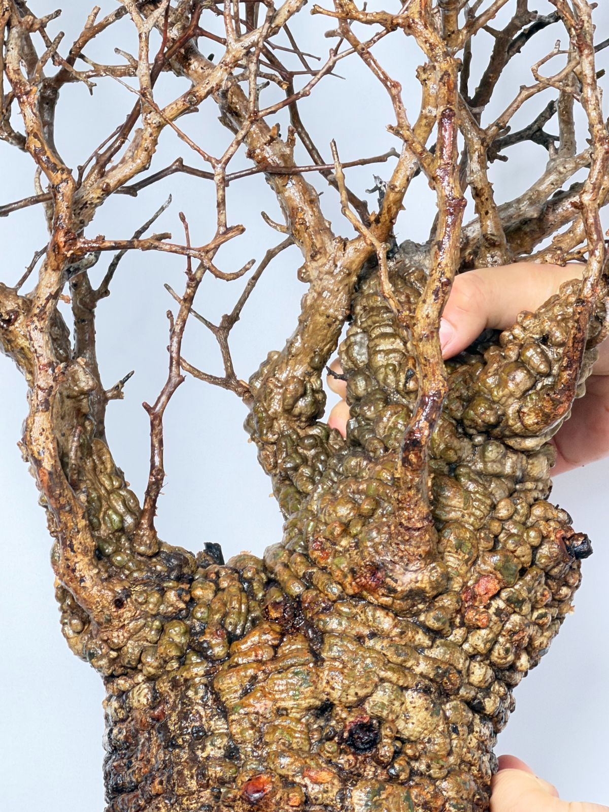 A3 Maison de Madagascar オペルクリカリア パキプス ベアルート株 マダガスカル選抜株 Operculicarya pachypus パキプス コーデックス YUZUMIYA_COM