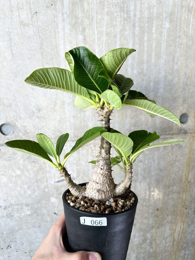 じぇむさんウィンゾリー IMG_95774_2173x.jpg?v=1719396484