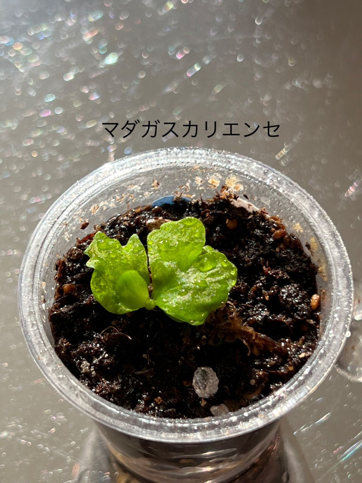 ビカクシダ マダガスカリエンセ 胞子⑮ （マダガスカリエンセの