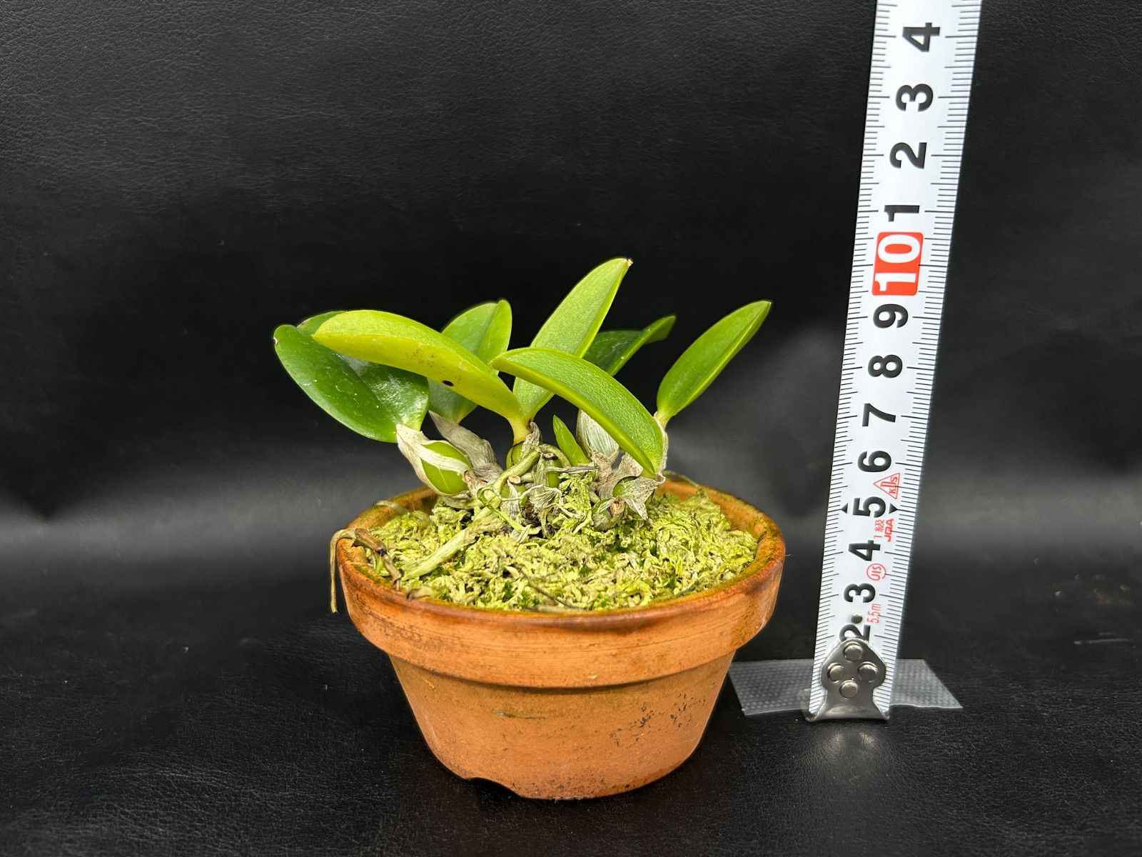 ☆洋蘭☆原種☆実生☆C. alaori f.semi-alba 'Shirlri' x self