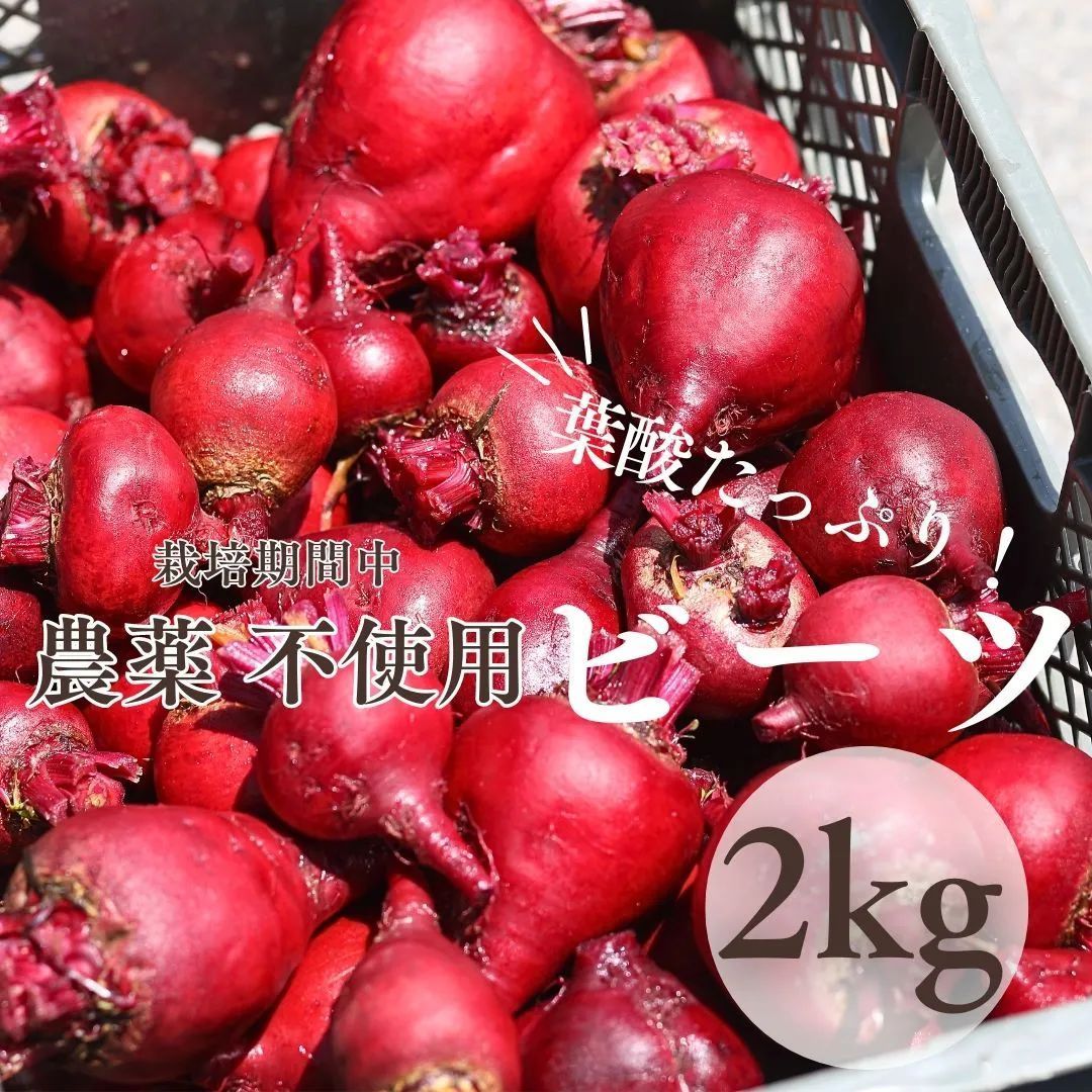七久里農園 ビーツ (根) 2㎏ 長野県産 / 無農薬 有機肥料使用