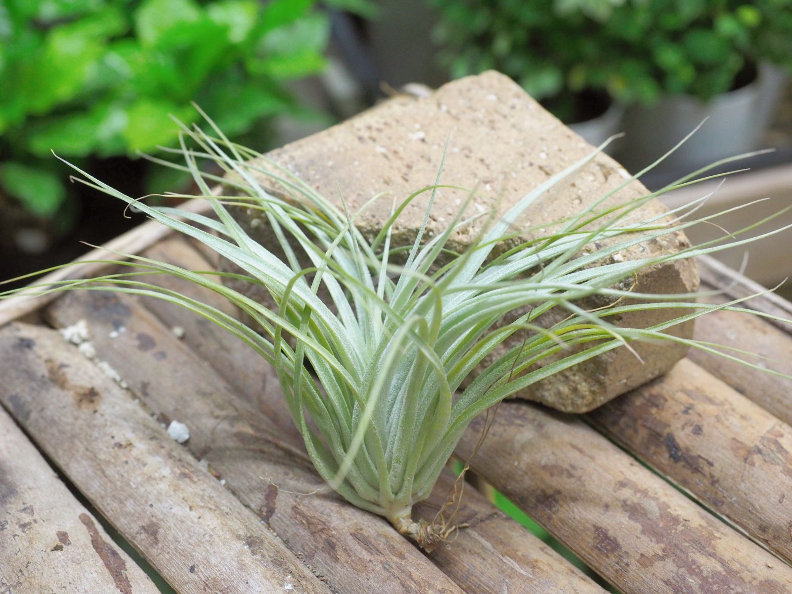 即購入禁止‼️チランジア   コットンキャンディー　花芽終わり 花芽付き♪ Tillandsia チランジア コットンキャンディパープル