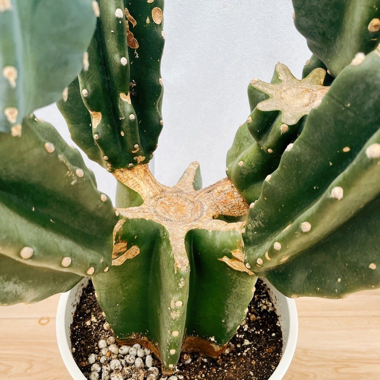 現品　サボテン　柱サボテン　ブランチ　柱サボテンブランチ　鬼面角　6番　室内 現品 サボテン 柱サボテン ブランチ 柱サボテンブランチ 鬼面角 6番 室内