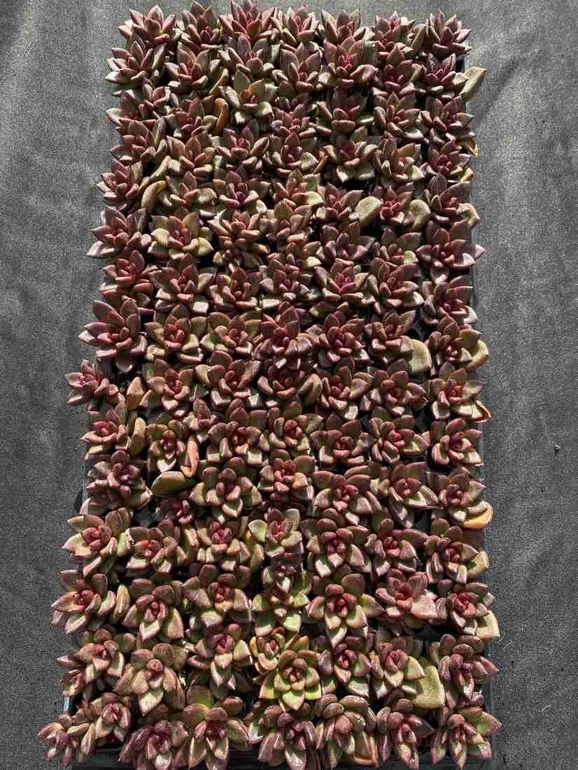 105苗 レッドローズ 土と根付き 多肉植物 エケベリア 韓国苗 サボテン