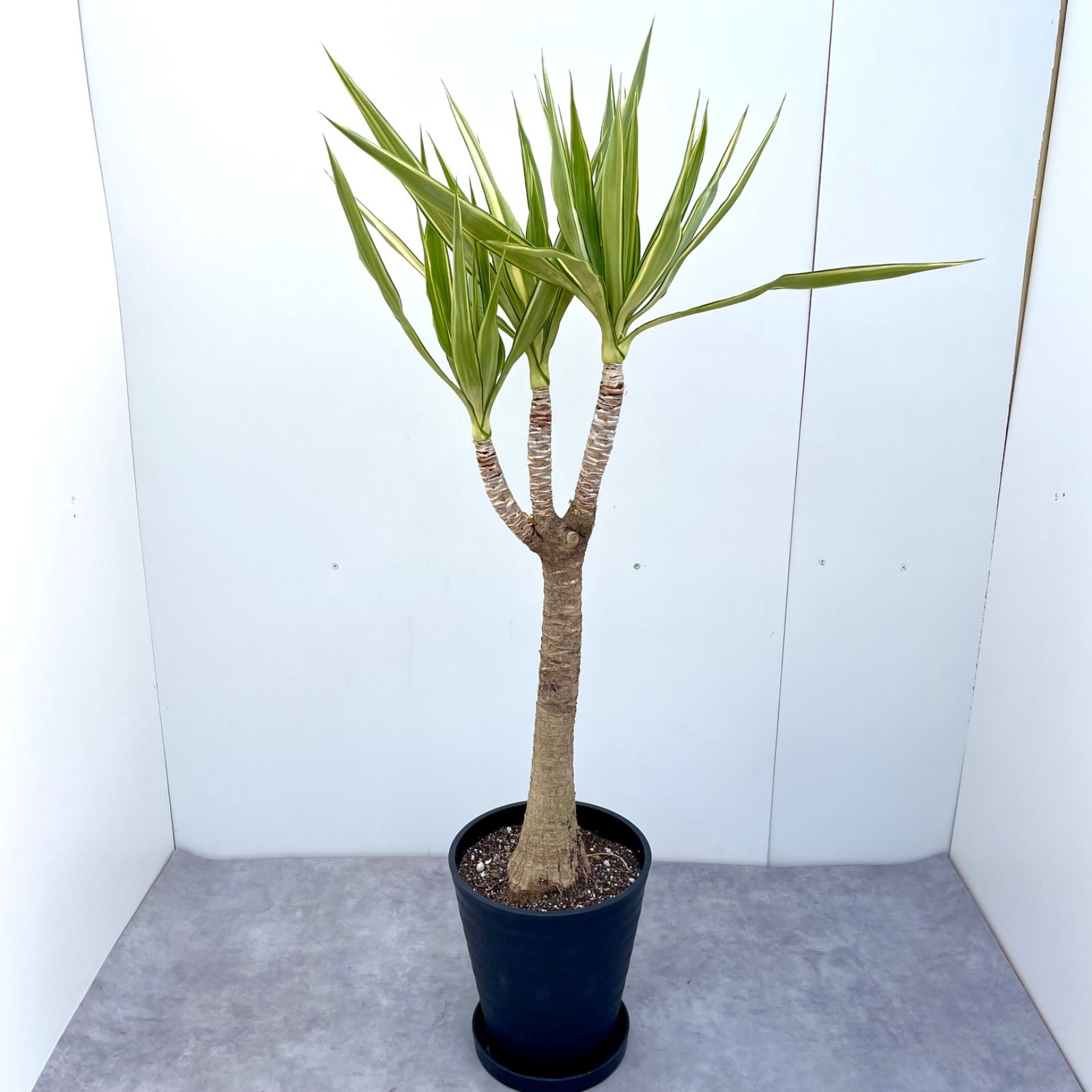 ユッカ エレファンティペス 斑入り 1【現品】☆希少☆ 観葉植物 - メルカリ
