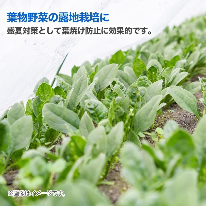 ダイオクールホワイト 45%