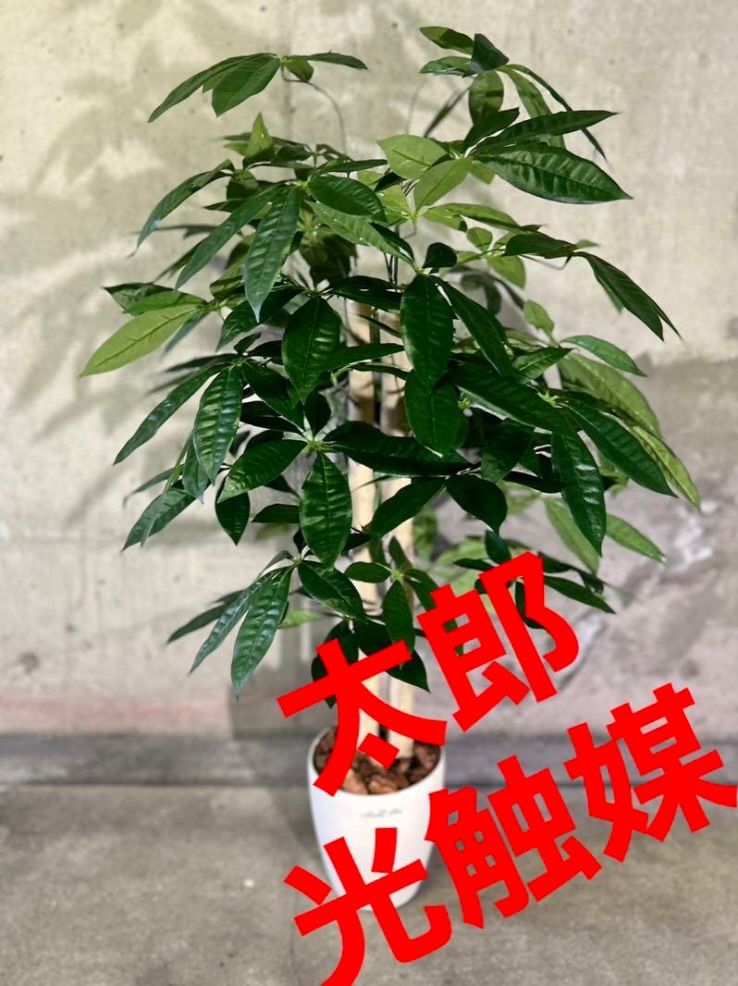 人工観葉・フェイクグリーン 光触媒 人工観葉植物 ウォールグリーン