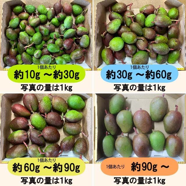 【緑/青10-7】約9.5kg　グリーンマンゴー 青マンゴー　摘果マンゴー 緑10-7】約9.5kg グリーンマンゴー 青マンゴー マンゴー 摘果マンゴー