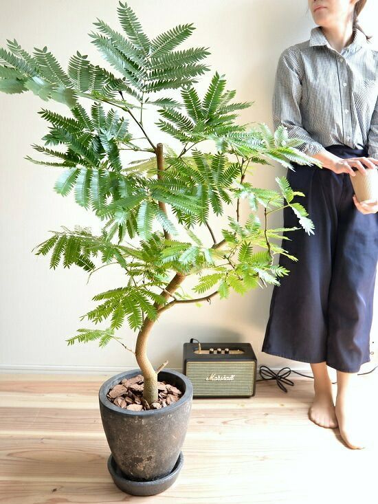 苗木 大型