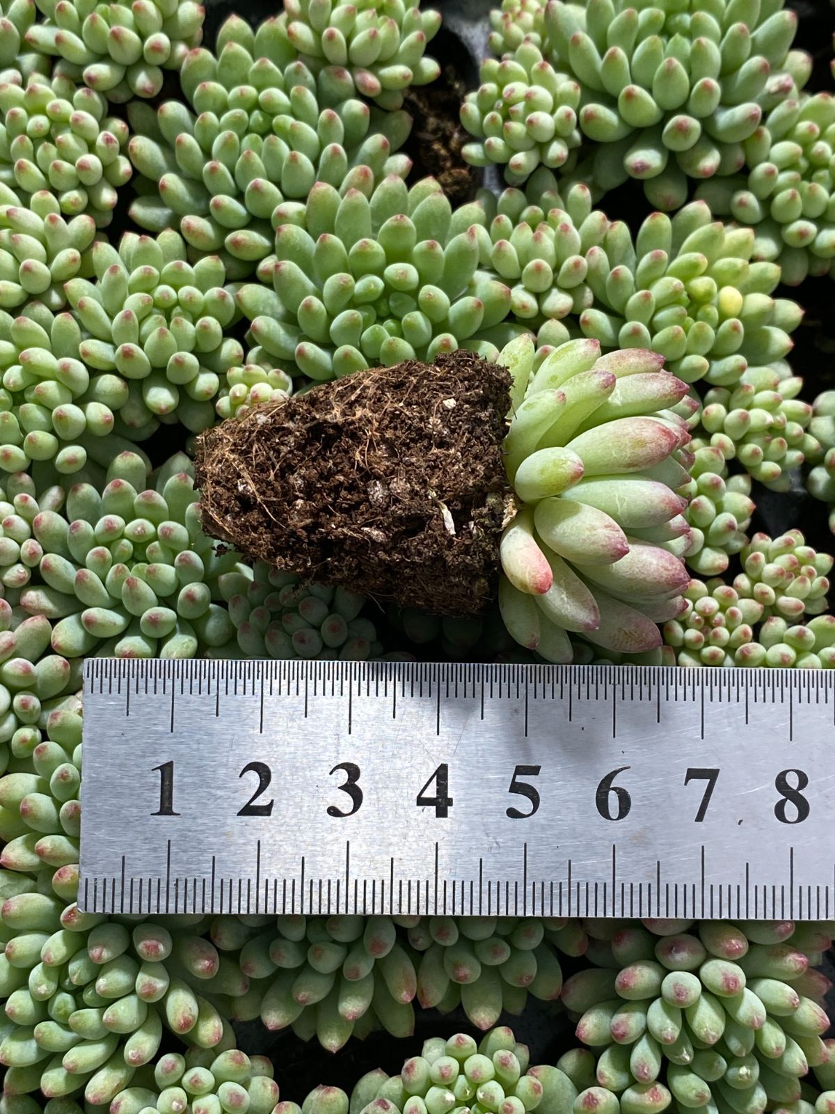 土付き 多肉植物