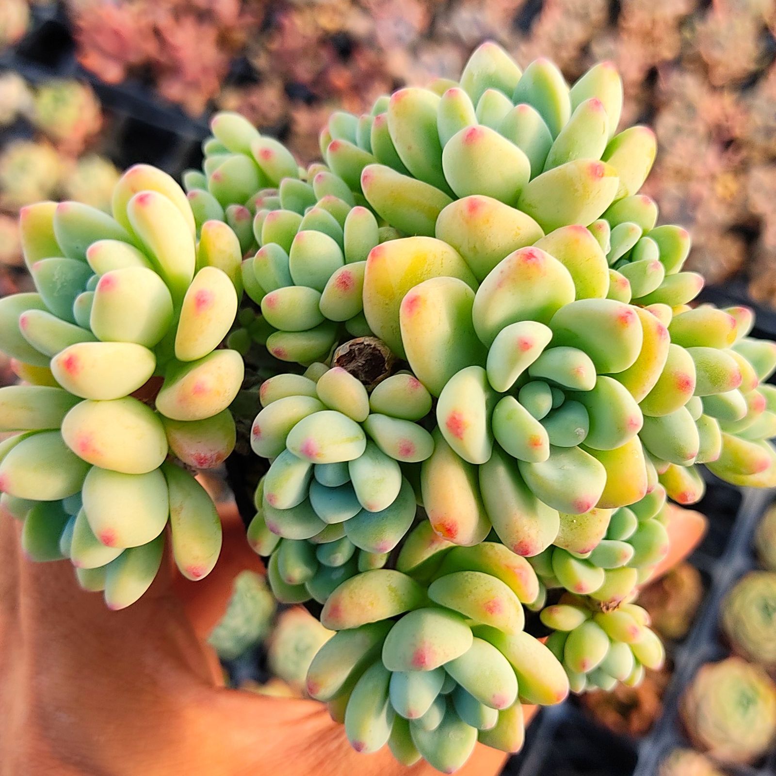 セダム抜き苗 カメレオン錦 セダム 抜き苗 | 多肉植物カット苗の通販