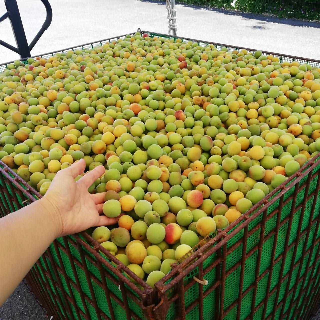 紀州南高梅 3kg 完熟梅 訳あり クール便 和歌山産 - メルカリ