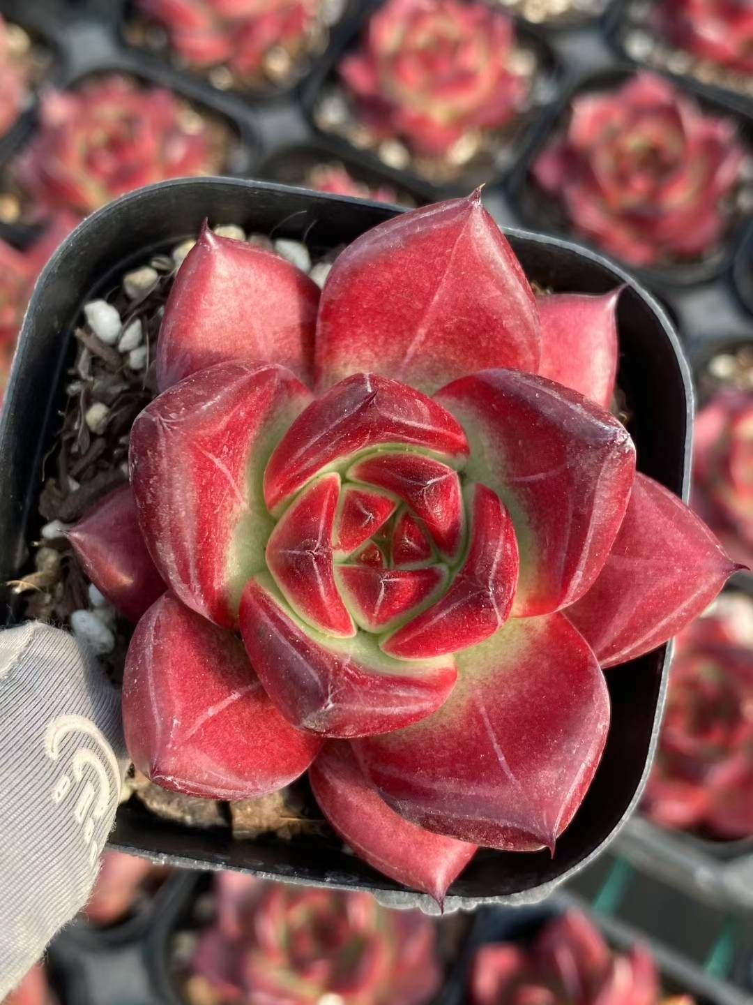 抜き苗 スターリーナルシナ MY171×15株 ふっくら 多肉植物 エケベリア