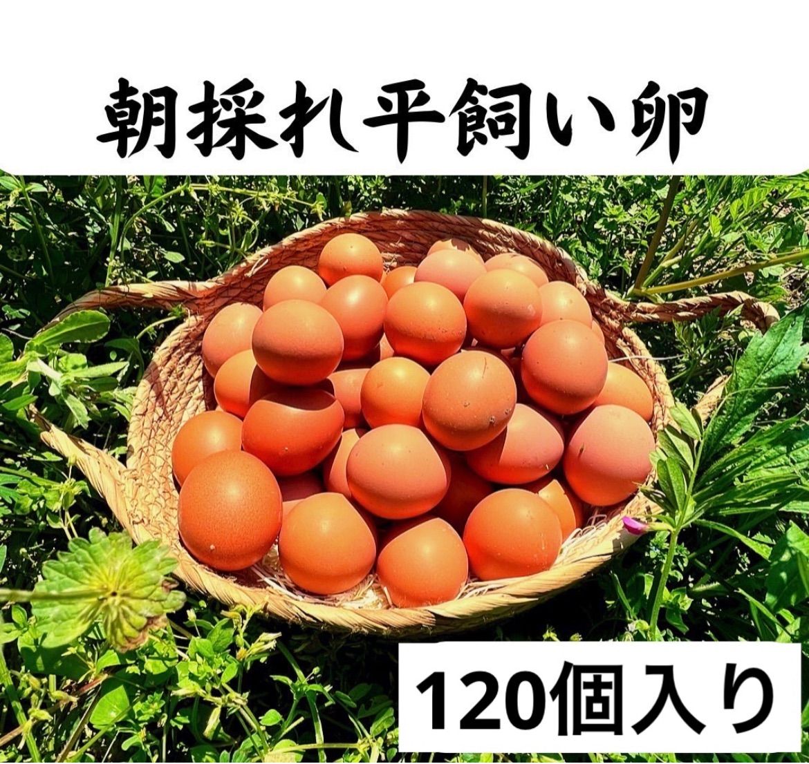 120個入佐伯養鶏の朝採れ平飼い卵