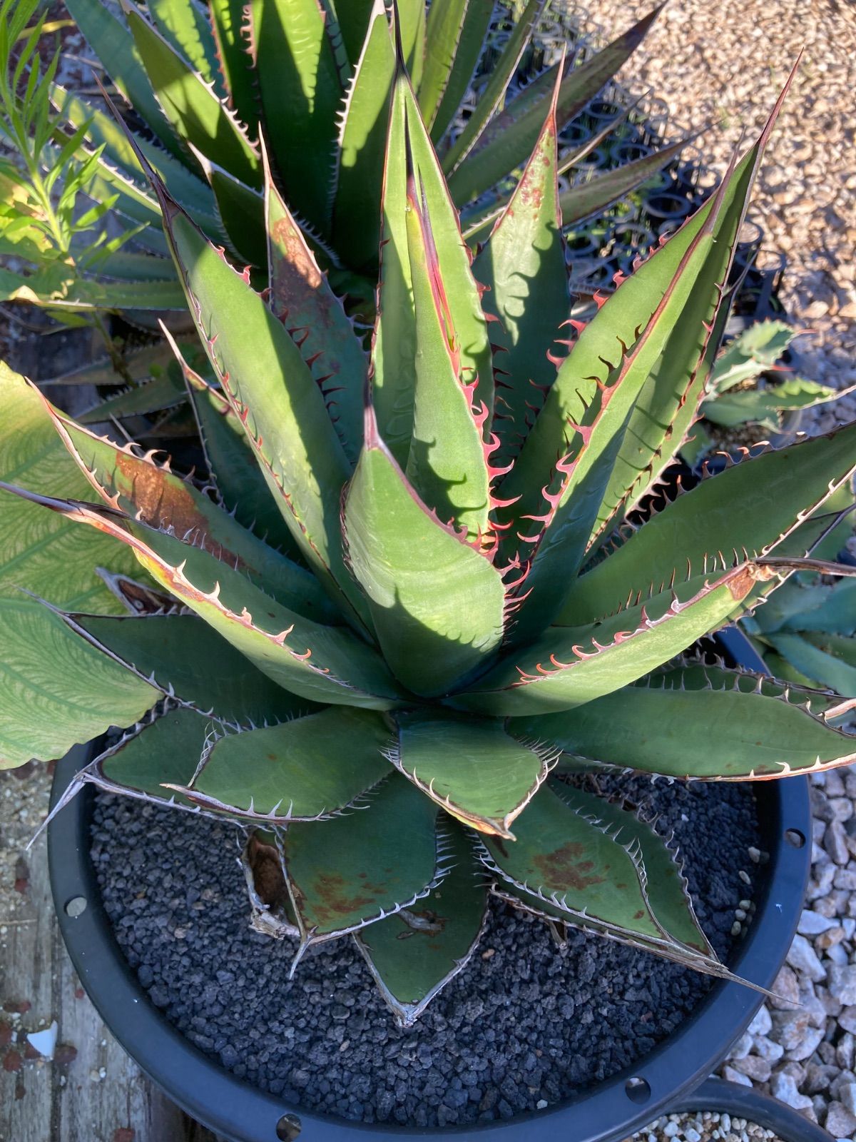 アガベ イシスメンシス ブルーエンジェル【 藍天使 】早いもの勝ち 鉢