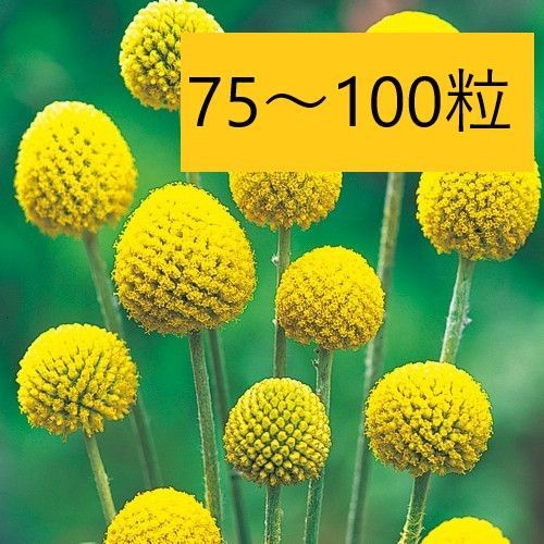 怠惰様　スペシャルセット　グロボーザ　スベローサ　鉢ごとメルカリ便 花の種】クラスペディア グロボーサ 0.5ml 約75粒 ドラム