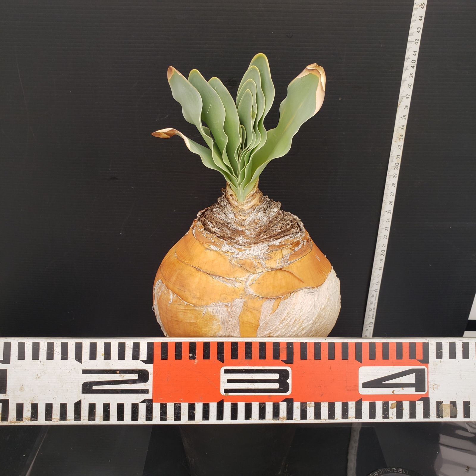 T445【自社養生株】ブーファン ハエマンソイデス（現地球・発