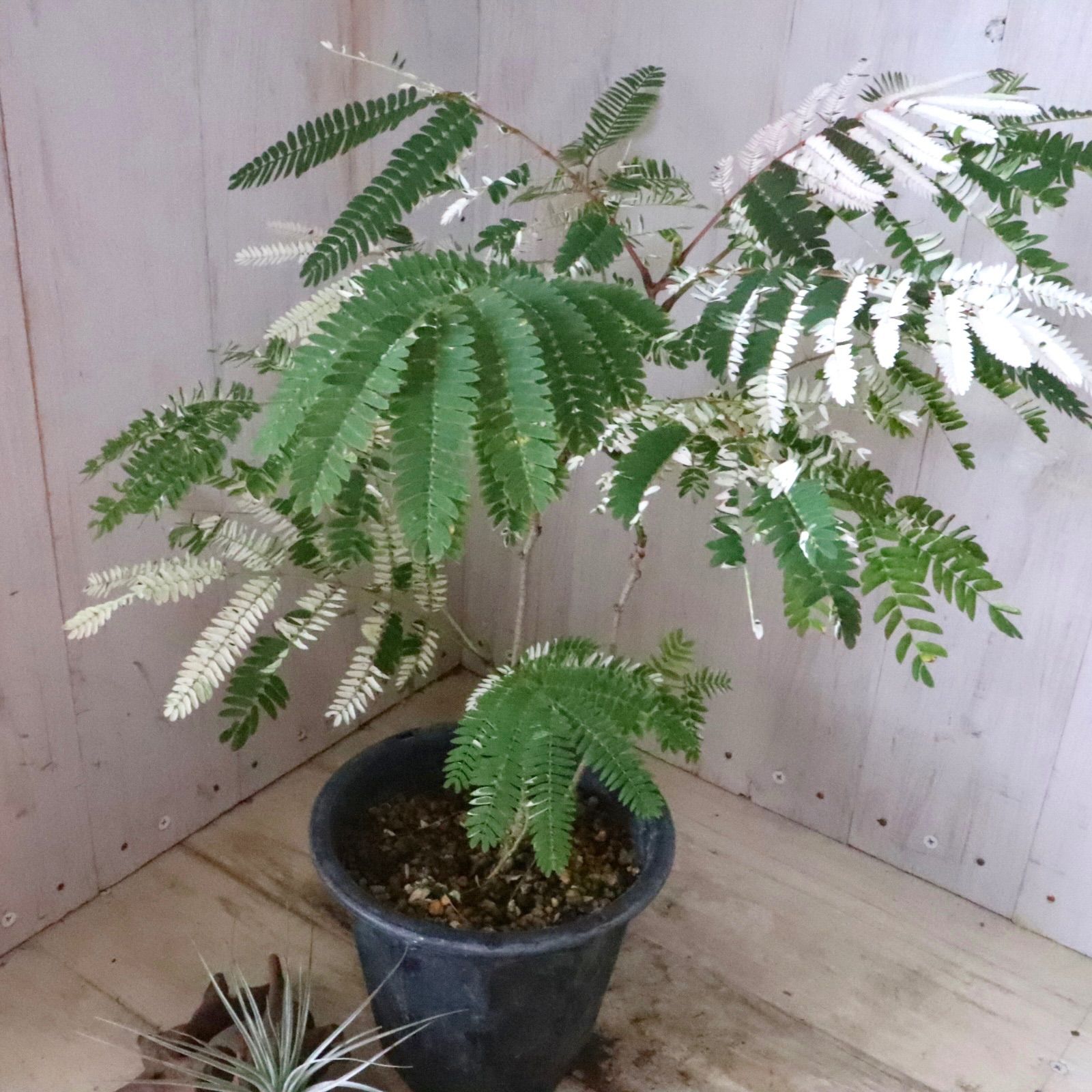 希少♡斑入り♡エバーフレッシュ♡ネムの木♡観葉植物♡インテリア
