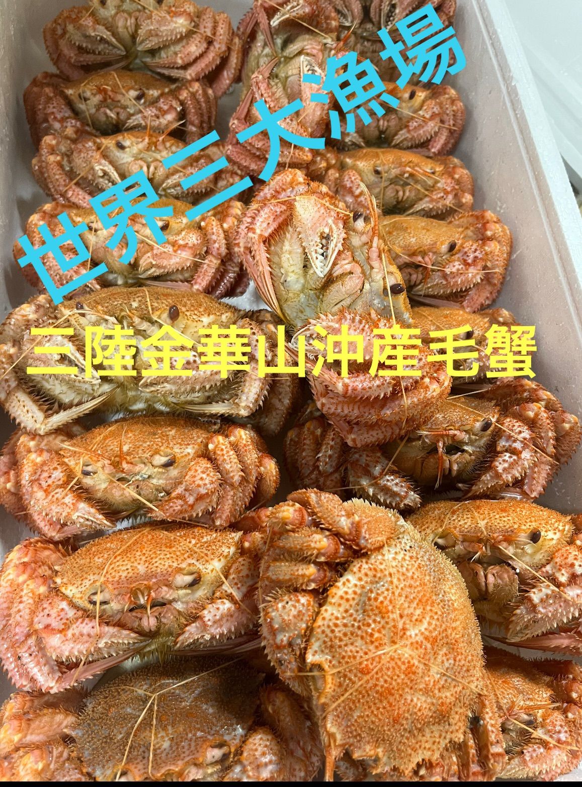 今シーズン初物　三陸産金華山沖　浜茹でボイル冷凍　堅毛蟹　1kg（3〜5杯入り） 今シーズン初物 三陸産金華山沖（水深150〜200m） 浜茹でボイル