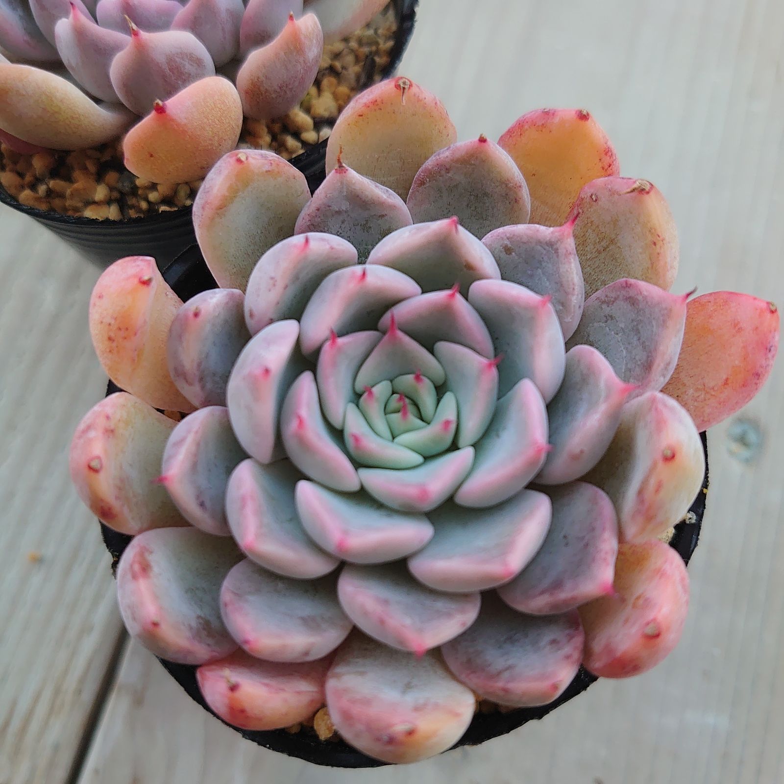 メクセンシスザラゴーサ メクセンシスザラゴーサ 【公式通販】