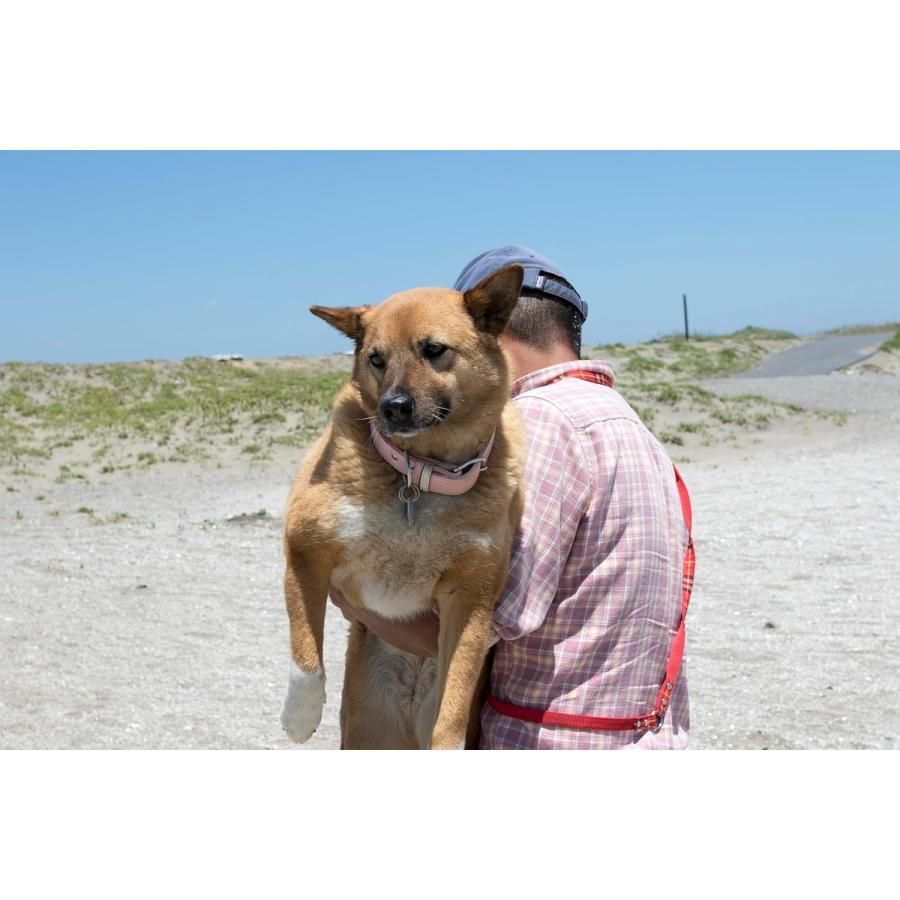 海辺の犬。 トシさんとララの物語 - メルカリ
