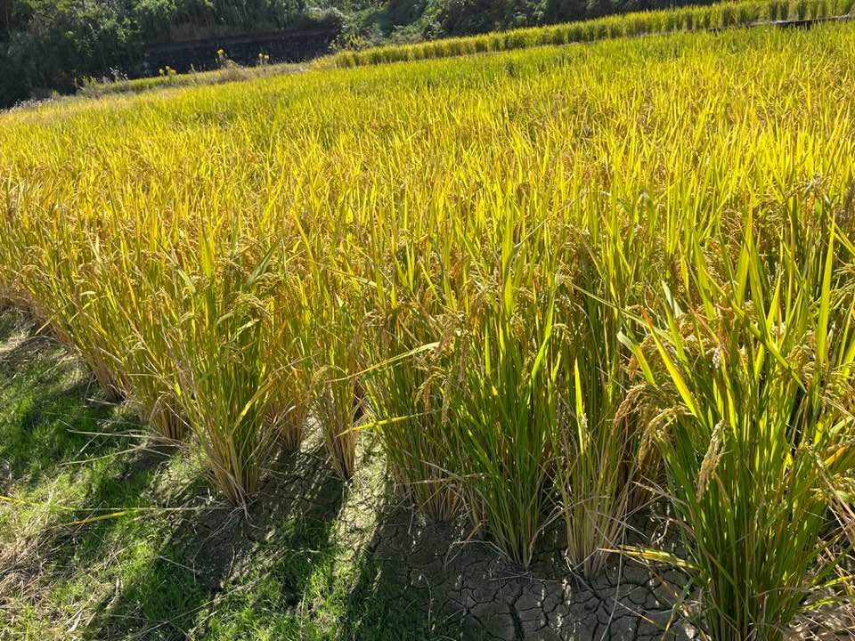 【年始セール】【令和７年産】自然栽培「ミズホチカラ」米粉　１ｋｇ　X　１０袋 年末セール】【令和7年産】自然栽培「ミズホチカラ」米粉 1kg X