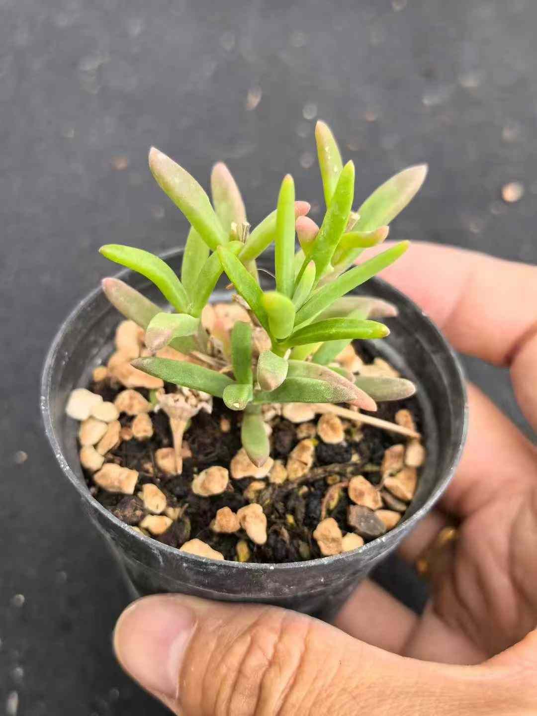 スリムな 32鉢の土鉢付きセット ドロサンセマム スキルパッド 多肉植物 佐川急便発送 エケベリア 韓国苗 MY725 同様