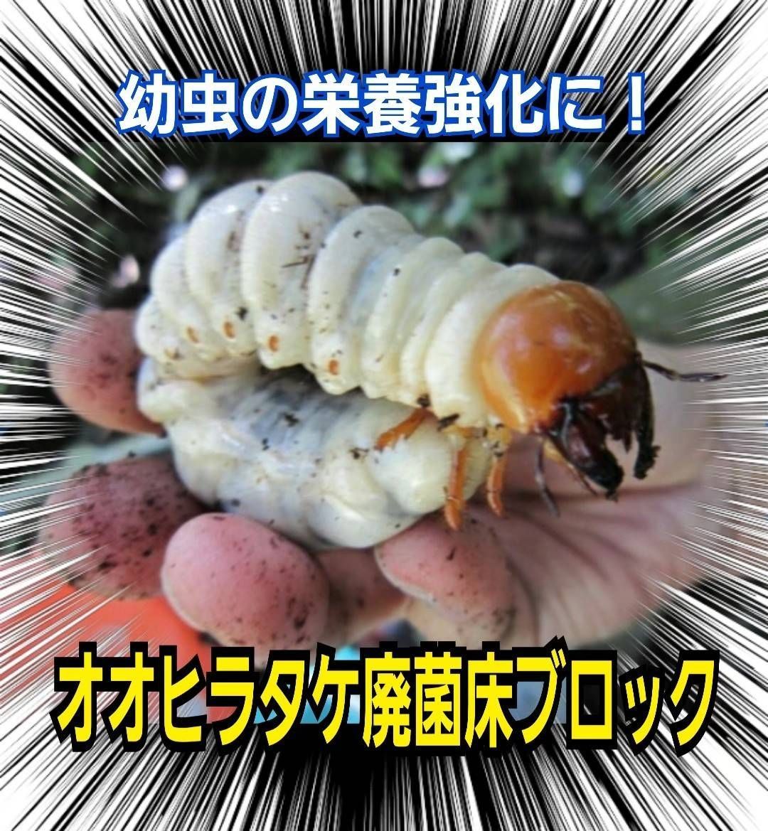 割れてる！オオヒラタケ菌糸ブロック！ 格安！ マットに埋め込みカブトムシ幼虫の栄養強化に！クワガタ