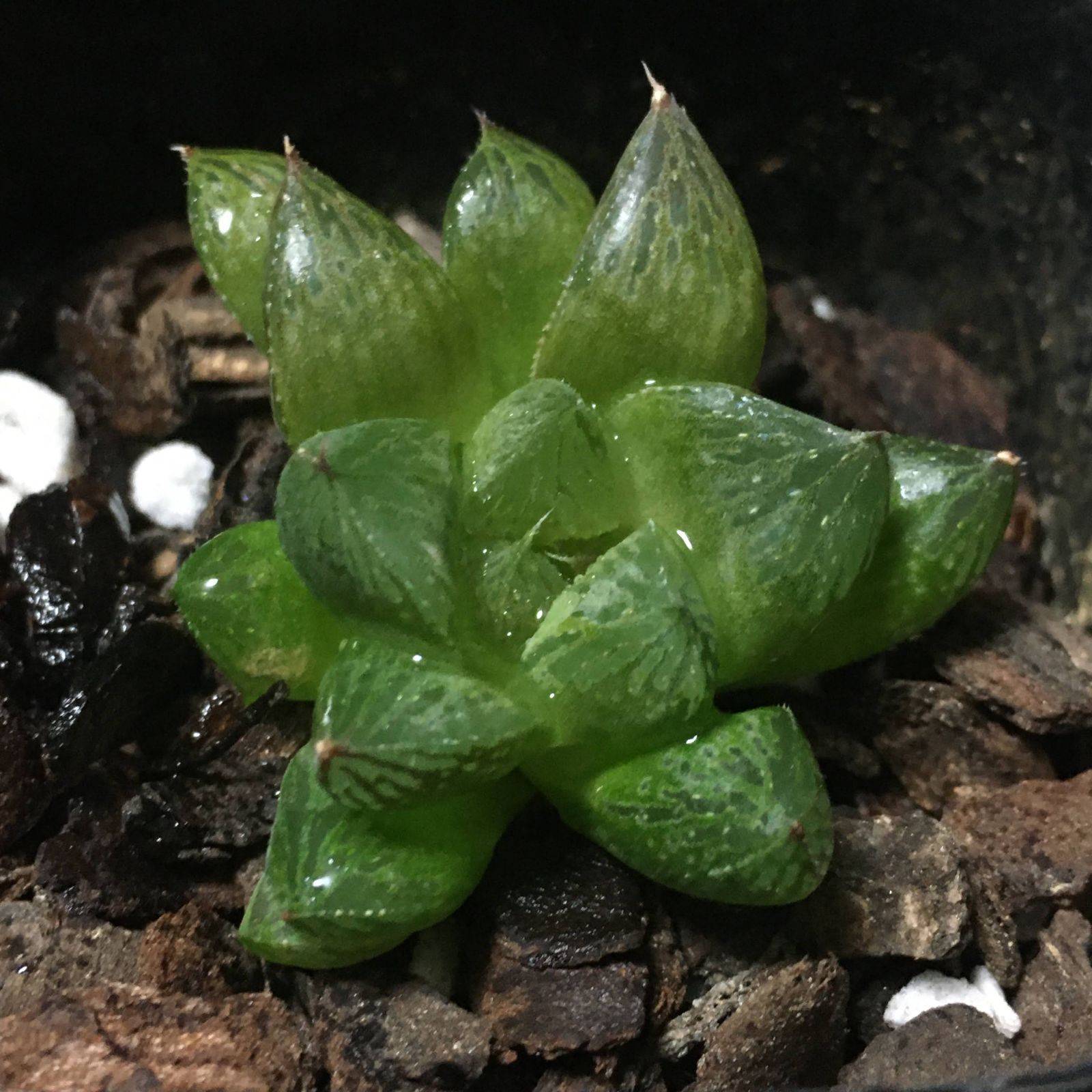 ハオルチア オラソニ― 濃緑ダルマ 2.5寸-0
