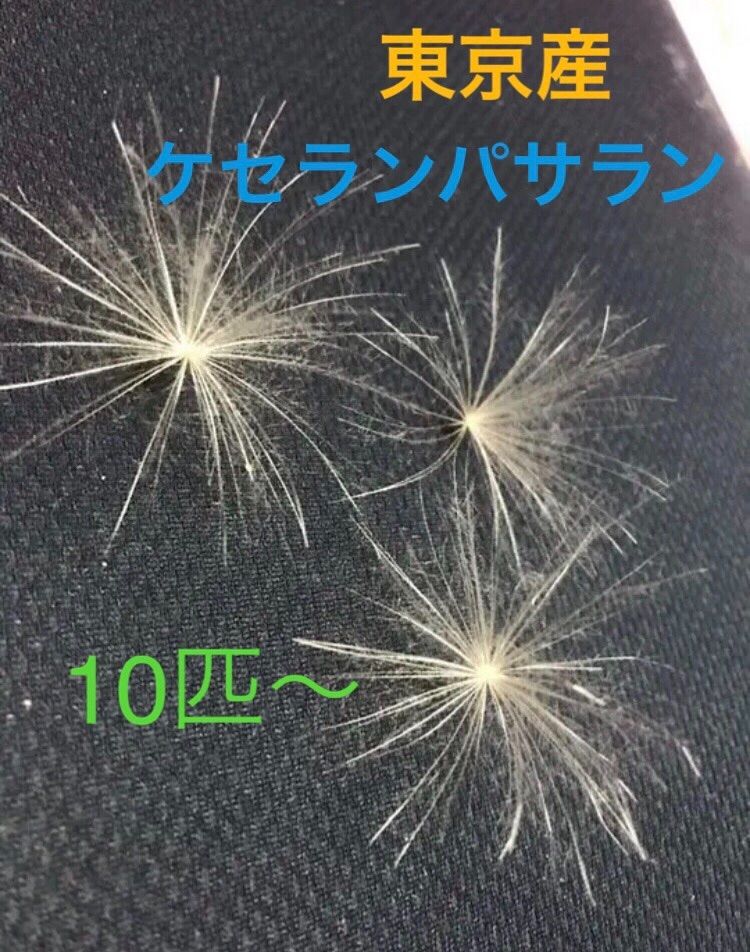 ケサランパサラン『10個』 ケサランパサラン『10個』