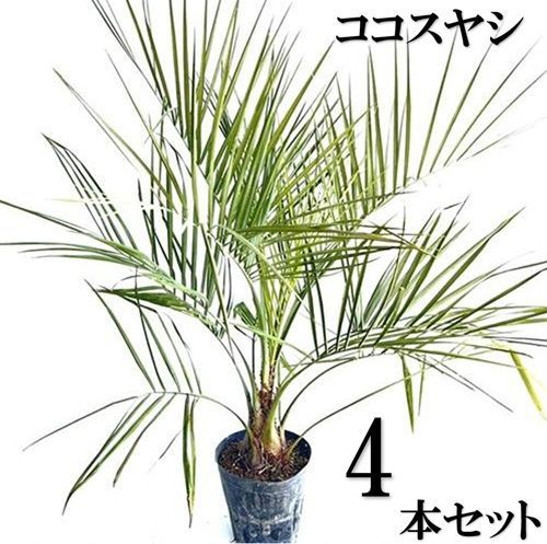 4本セット ココスヤシ0.8m前後21cmポット
