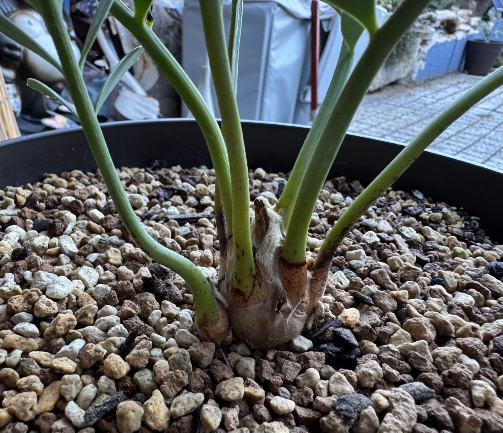 エンセファラルトス